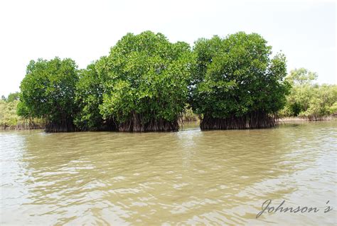 Johnson's: Pichavaram Backwaters - Mangrove Forest