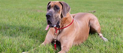 The Best Dog Food For Great Danes In 2022 My Pet Needs That