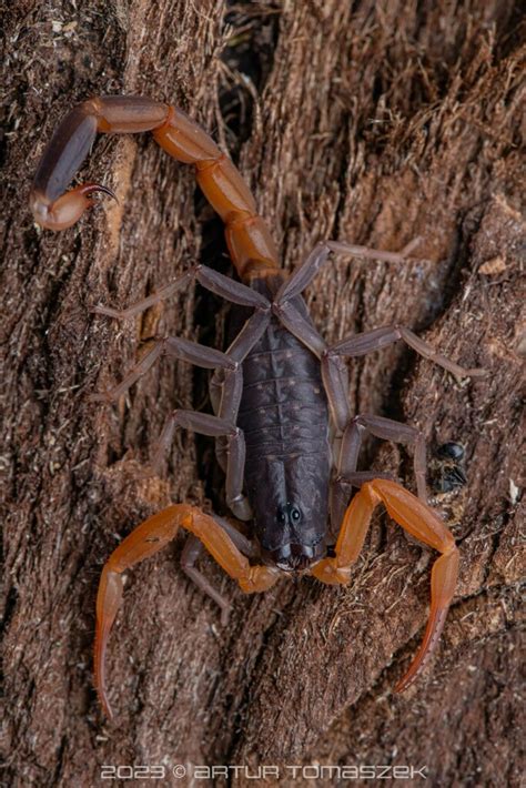 Forest Thicktail Scorpions In April 2023 By Artur Tomaszek INaturalist