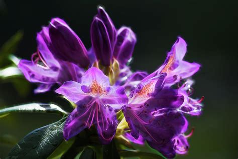 Purple Rhododendron Bloom Photograph by Yulia Kazansky - Fine Art America