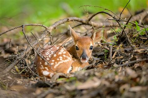 Florida WILD — Jared Lloyd Photography