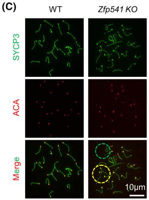 15-234 | Anti-Centromere Protein Antibody Clinisciences