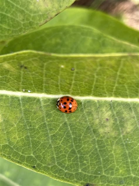 Asian Lady Beetle From N Ithan Ave Bryn Mawr PA US On October 16