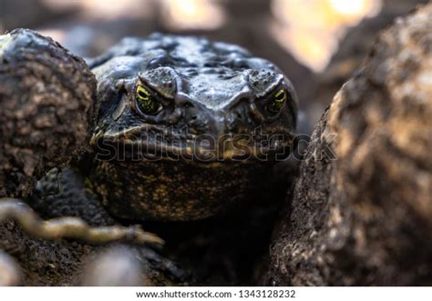 Scary Looking Giant Philippine Frog Sitting Stock Photo 1343128232 ...