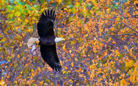 American Eagle In Autumn Photograph By William Jobes Fine Art America