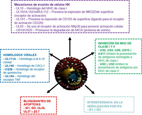 Citomegalovirus Humano CMV British Society For Immunology