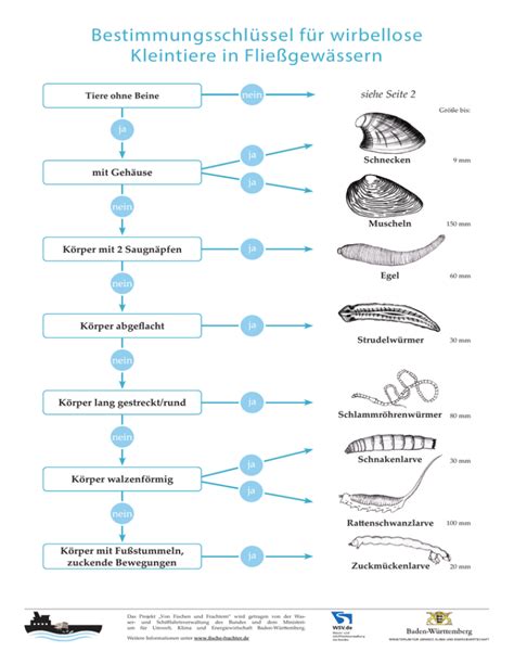 Bestimmungsschlüssel für wirbellose Kleintiere in Fließgewässern