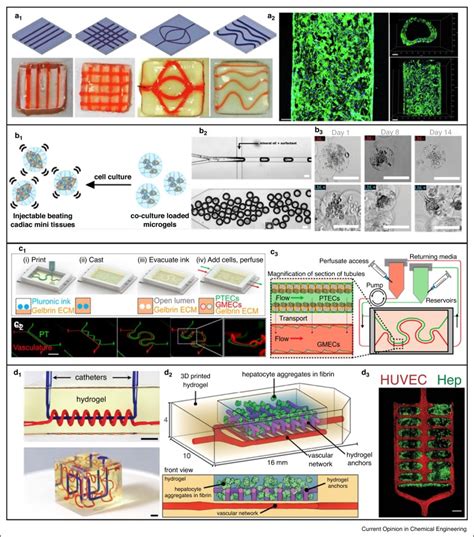 3d Printing Microfluidics And Organ On Chips Coming Together Perfect