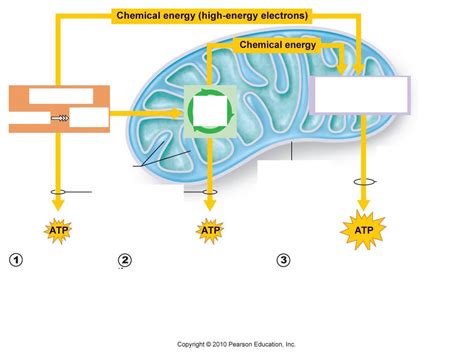 Cellular Respiration Diagram Quizlet