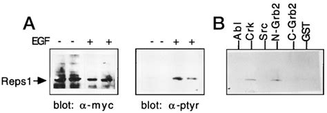 An Eps Homology Eh Domain Protein That Binds To The Ral Gtpase Target