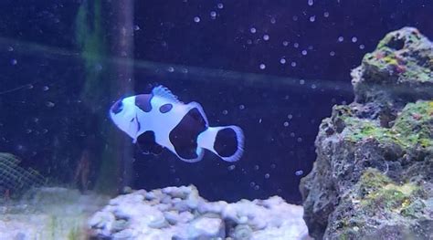 Black Stormtrooper Clownfish - AQUA REEF MARINE