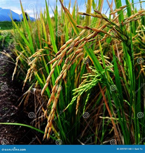 Photo of Rice Plants that are Yellowing Stock Photo - Image of tree, growth: 259701148