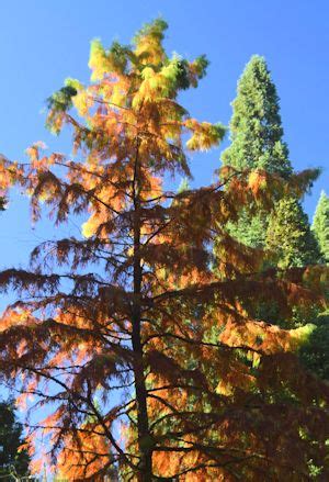 Northwest Conifer Connections: Fall Conifer Colors