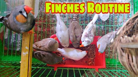 Finches Daily Routine Finch Care Colony Setup Pets Vlog Youtube