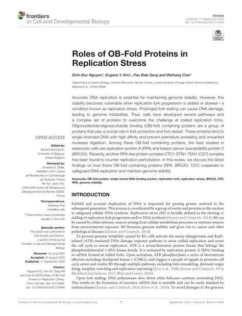 PDF Roles Of OB Fold Proteins In Replication Stress