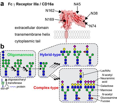 Human N Glycosylation Heterogeneity And The Cd16a Receptor A Human