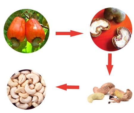 Cashew Nut-from Farm to Fork-cashew processing line