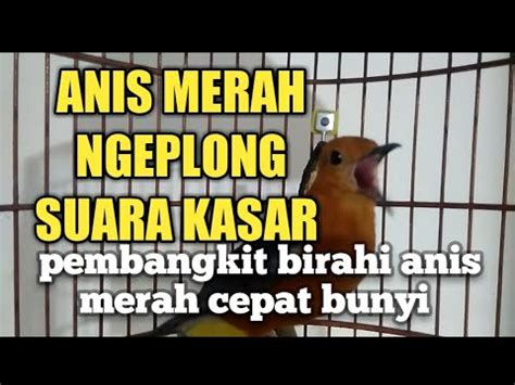 Anis Merah Ngeplong Suara Kasar Spontan Menaikan Birahi Dan Emosi