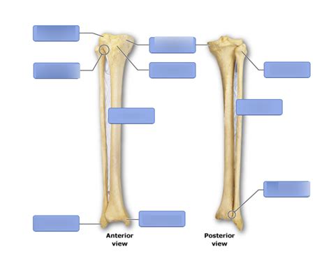 The Bones Markings Of The Tibia And Fibula Diagram Quizlet