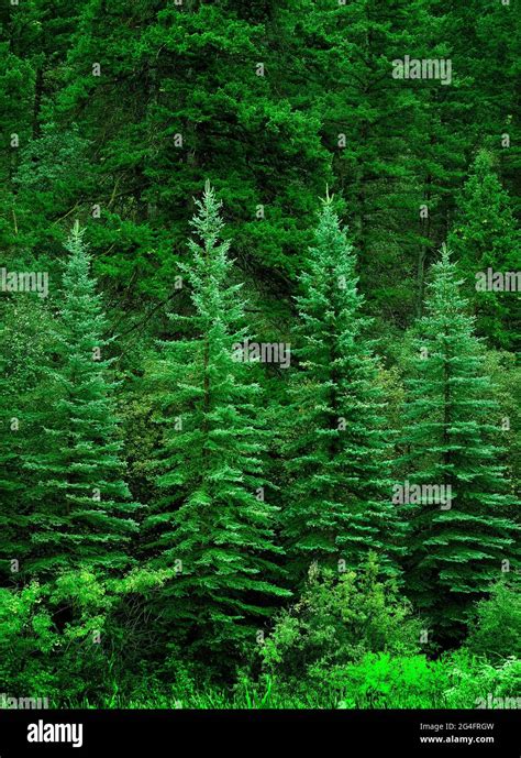 Lush Green Pine Trees Forest In Wilderness Growth Stock Photo Alamy