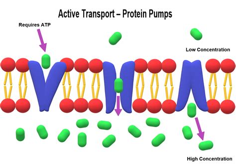 Types Of Transport — Lesson Science State Board Class 10