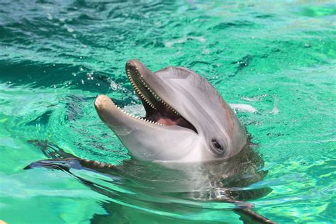 Dolphins - Clearwater Marine Aquarium