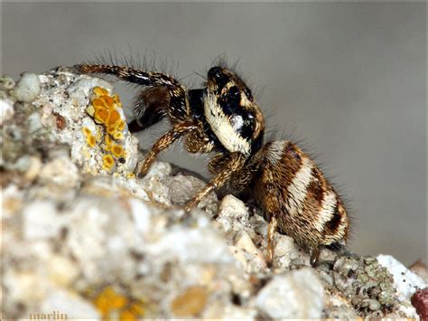 Zebra Jumping Spider - Salticus scenicus - North American Insects & Spiders