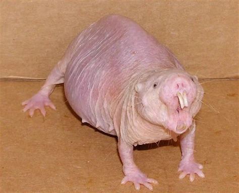 Naked Mole Rat R Oddlyterrifying