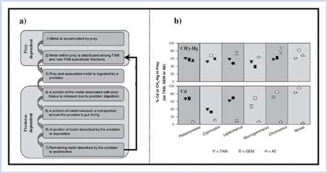 A A Generalized Flow Chart Depicting Prey Dependent And Download