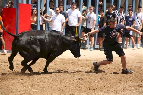 SANT PASQUAL 2023 Bous Al Carrer En Vila Real Todos Los Actos