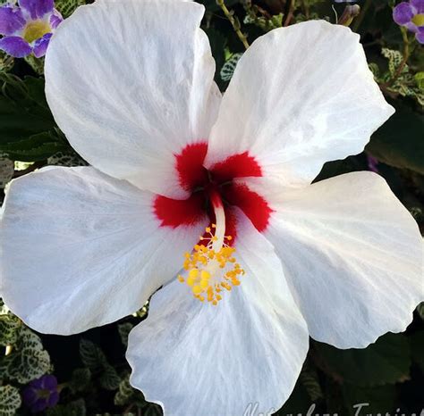 Cuidados Esenciales Para El Hibiscus Syriacus Todo Lo Que Necesitas