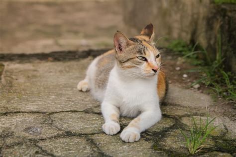 Potrait de hermoso gato doméstico Foto Premium