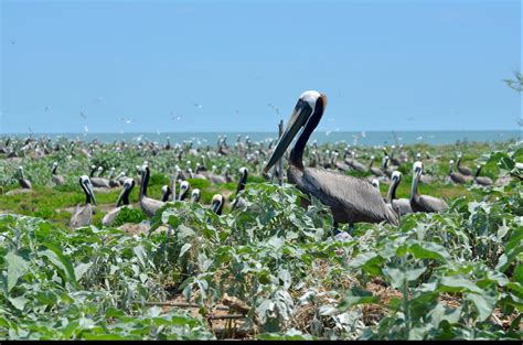 Coastal Conservation | Audubon Texas
