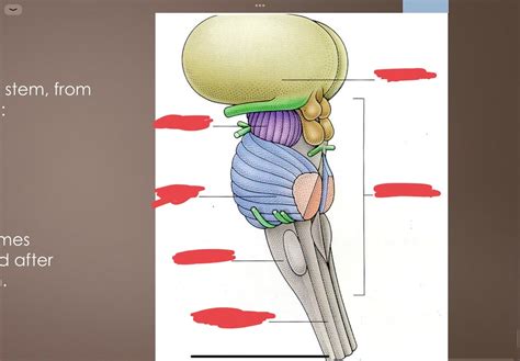 brain stem Diagram | Quizlet