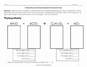 Photosynthesis And Respiration Worksheet