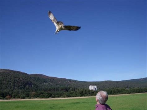 Recovered And Released Roy Dennis Wildlife Foundation