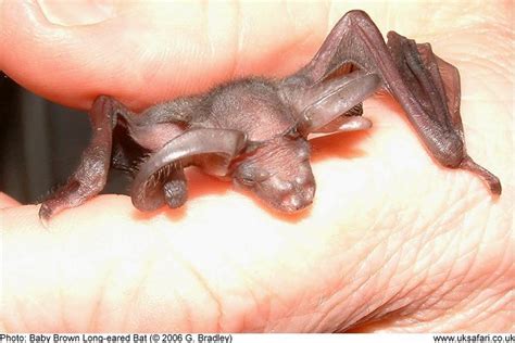 Baby Bats In June Uk Safari