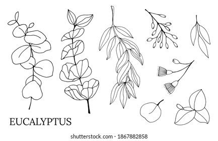 Best Eucalyptus Leaves Sketch Royalty-Free Images, Stock Photos ...