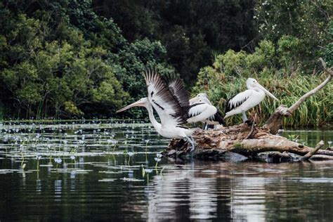 Noosa Everglades Canoe Explorer East Coast Tours Australia