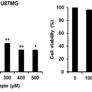 Effects Of Cordycepin On Apoptosis Of Human Glioblastoma Cells