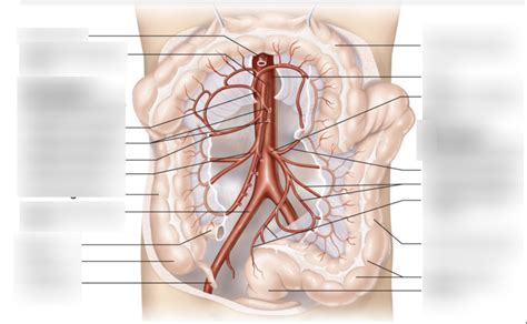 A P II Lab Practical 1 Diagram 8 Diagram Quizlet