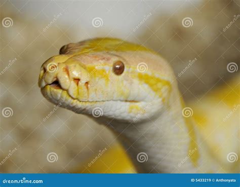 Burmese Python Python Bivittatus, Stone Near River Habitat. Wildlife ...