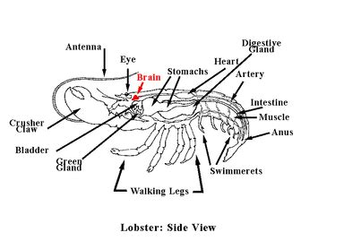 Spiny Lobster - circulatory 101