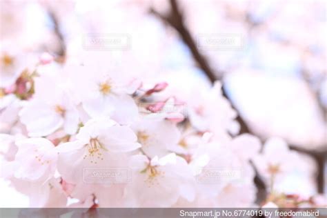 桜のクローズアップの写真・画像素材 6774019 Snapmart（スナップマート）