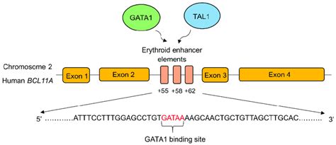 Schematic Depiction Of The Transcription Factor Binding Sites In The