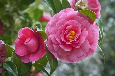 The Camellia Code: Symbols of Passion and Perfection - Petal Republic