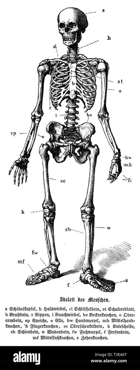 Menschliches skelett anatomie fotografías e imágenes de alta resolución