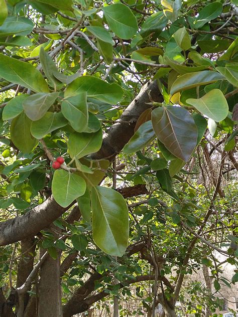 Banyan Tree Ficus Benghalensis Kens Nursery