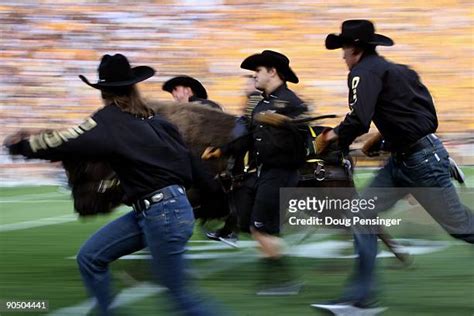 189 Ralphie The Buffalo Colorado Stock Photos, High-Res Pictures, and ...