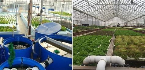 Aquaponics Farming Business Plan For Profits Agri Farming